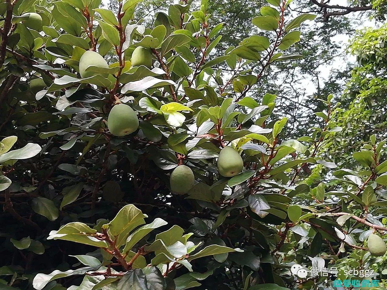 薜荔枝的功效与及禁忌