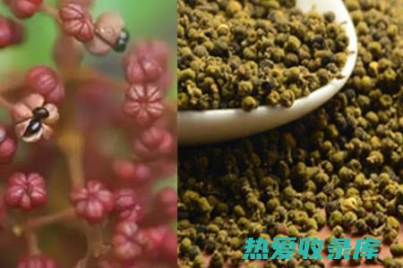 吴茱萸 功效与作用 (吴茱萸功效与作用小孩子可以用吗)