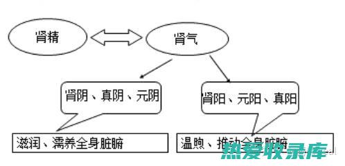 天癸子的功效与作用与主治与用量是多少