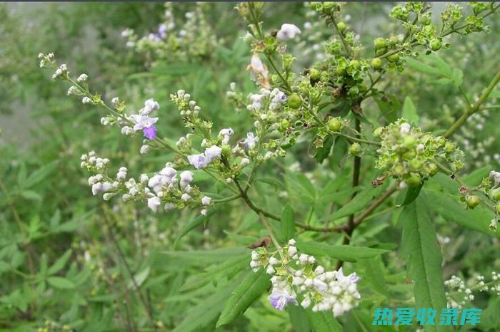 黄荆子功效作用