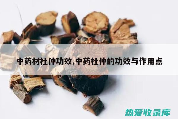 杜仲的功效与归经