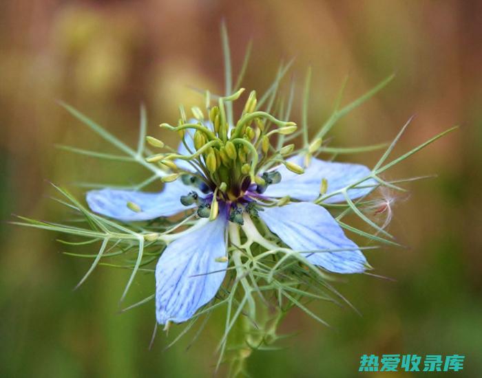 中药黑种草子的作用是什么