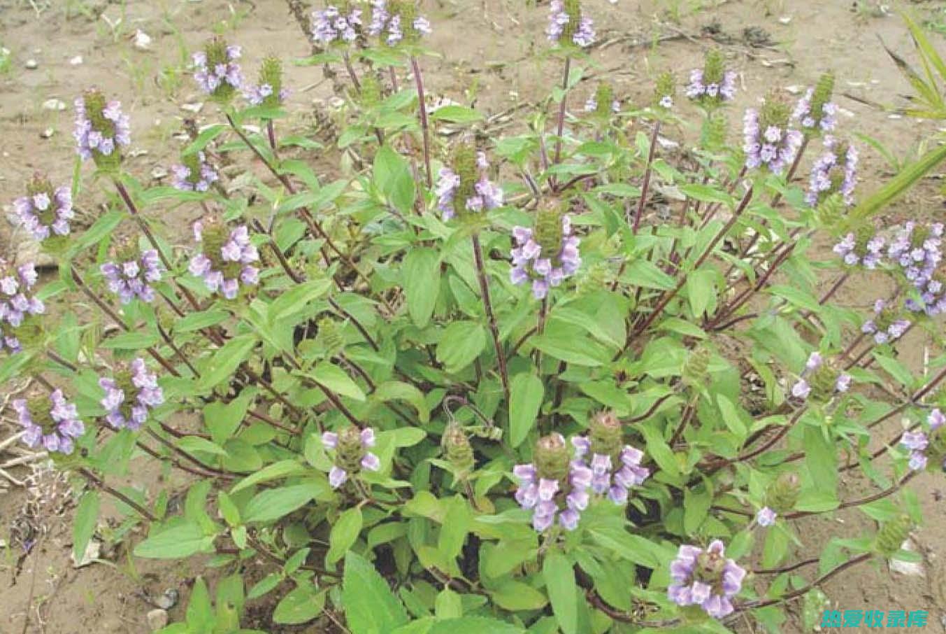 夏枯草和菊花一起泡水喝有什么功效