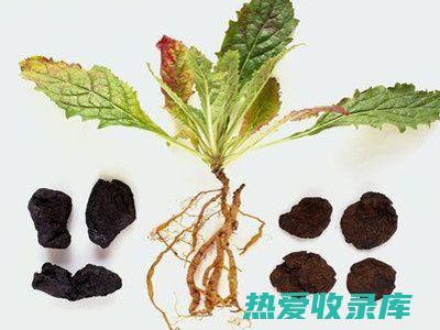 生地的功效与作用小孩可以喝?