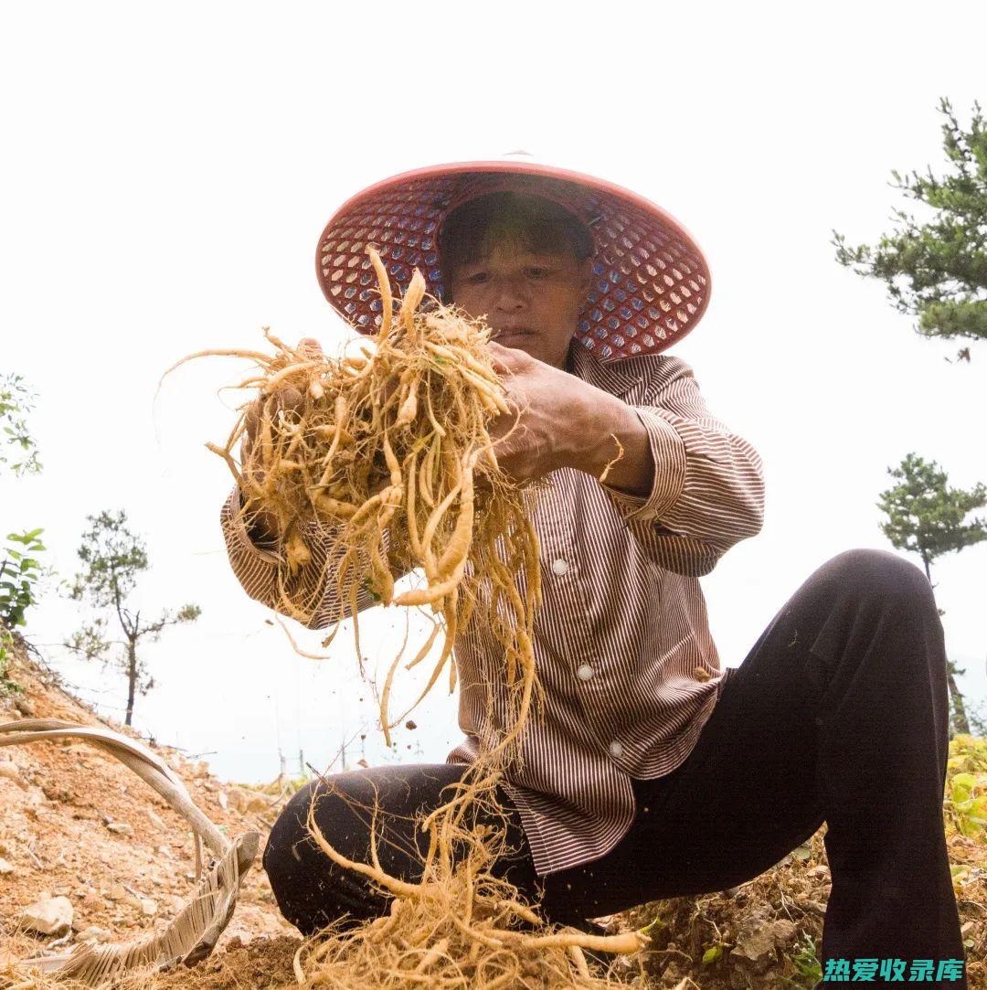 中药土子的功效 (中药土子的功效与主治)