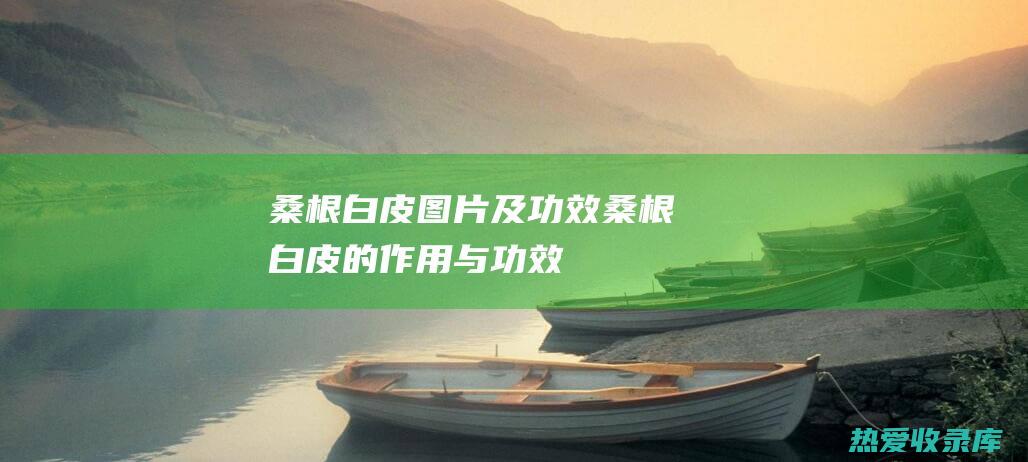 桑根白皮图片及功效 (桑根白皮的作用与功效)