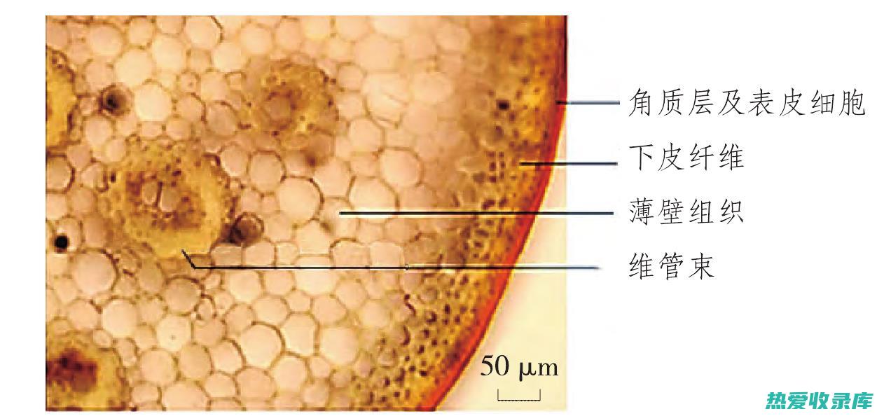 有瓜石斛的功效与作用及食用方法