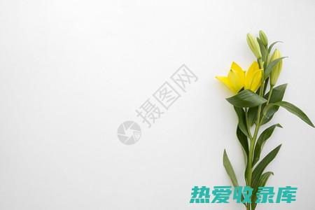 良枝中药别名