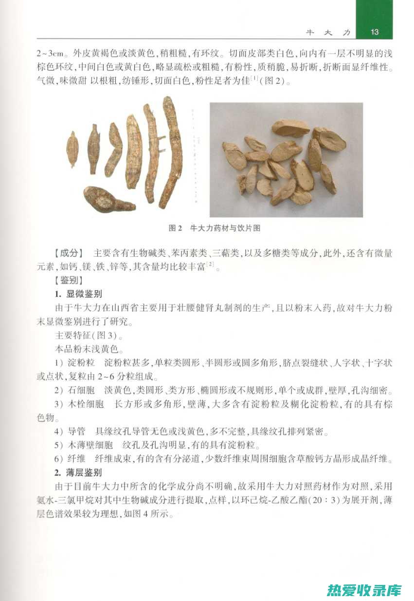 中药材牛大力的功效 (中药材牛大力的别名)