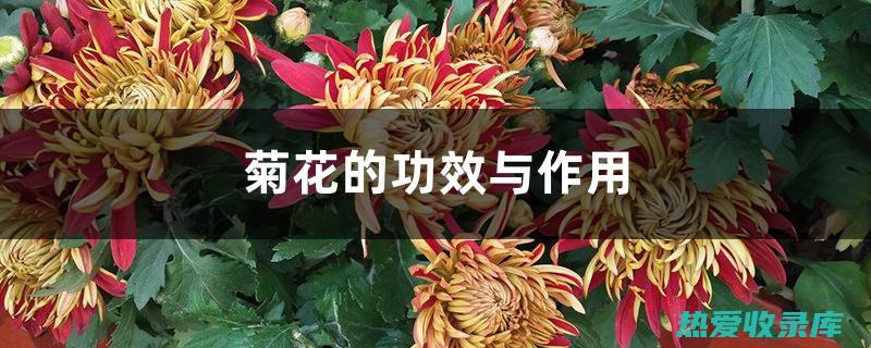 菊花的功效 (菊花的功效和作用)