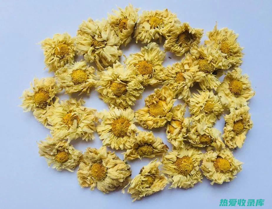 菊花性味功效 (菊花性味功效与作用)