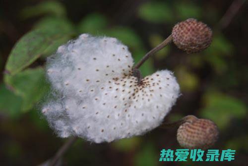 野棉花根的功效 (野棉花根的功效与作用)