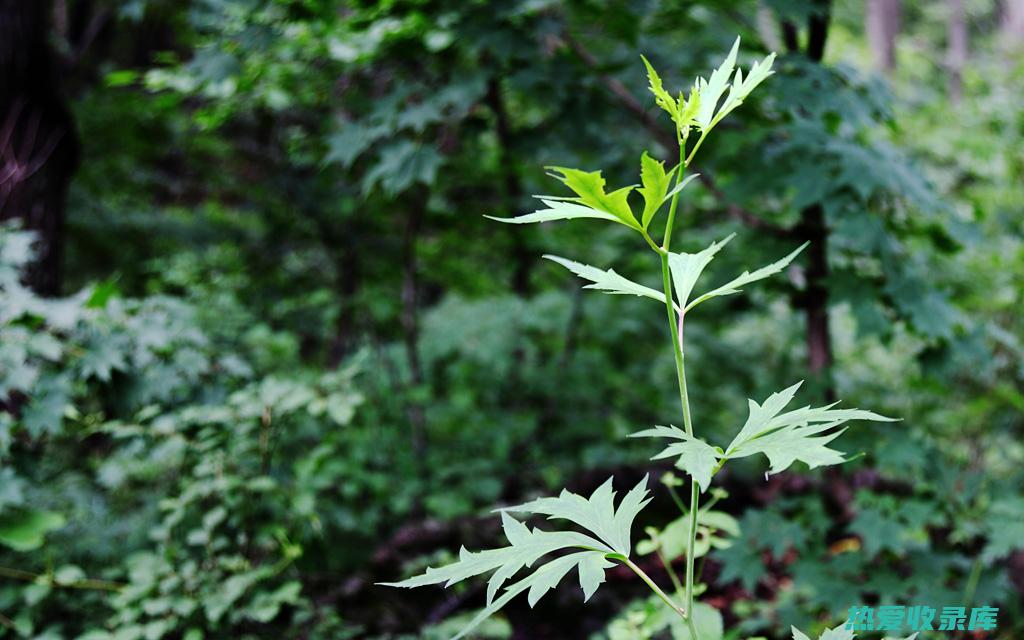 段肠草功效 (段肠草功效与用量)