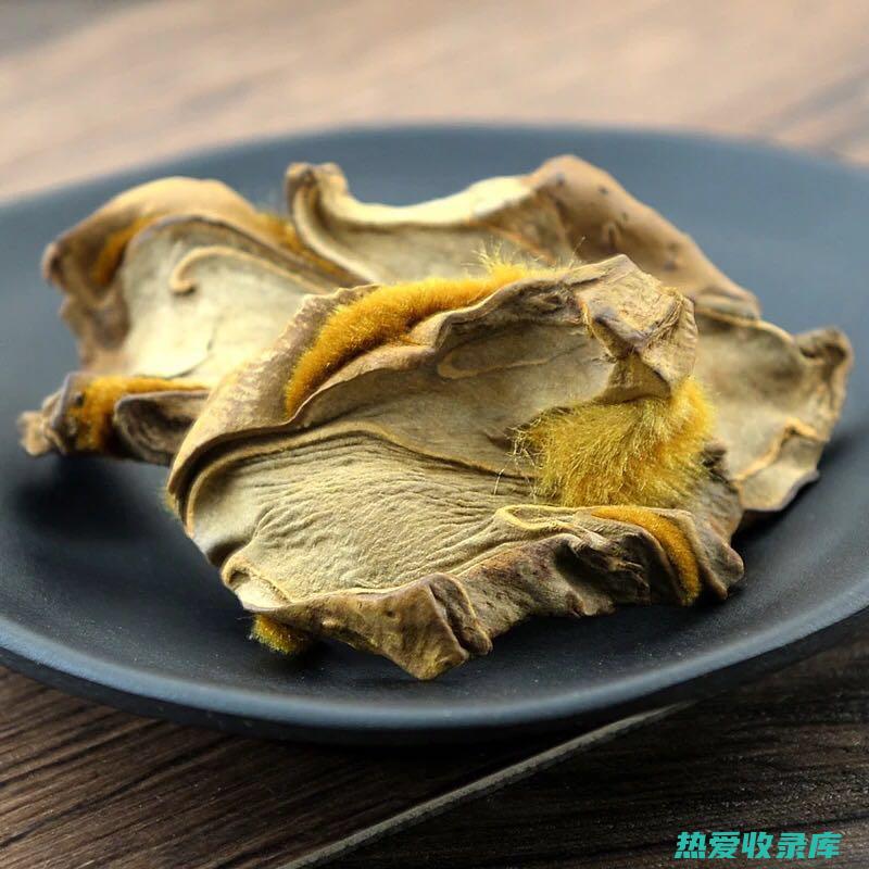 熟狗脊的功效与作用 (熟狗脊的功效与作用及食用方法)