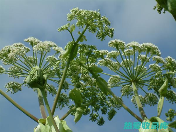 白芷的功效与作用 (白芷的功效与主治作用)