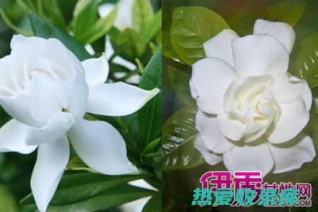 栀子花叶的功效 (栀子花叶的功效与作用)