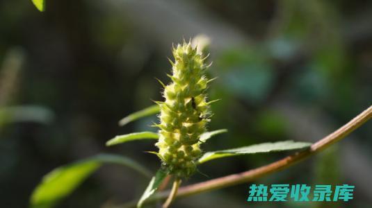 麻黄 香薷的异同功效 (麻黄香薷有什么区别)