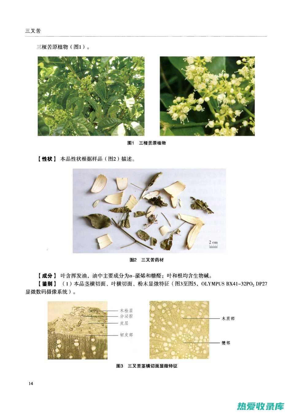 三叉苦的功效与作用