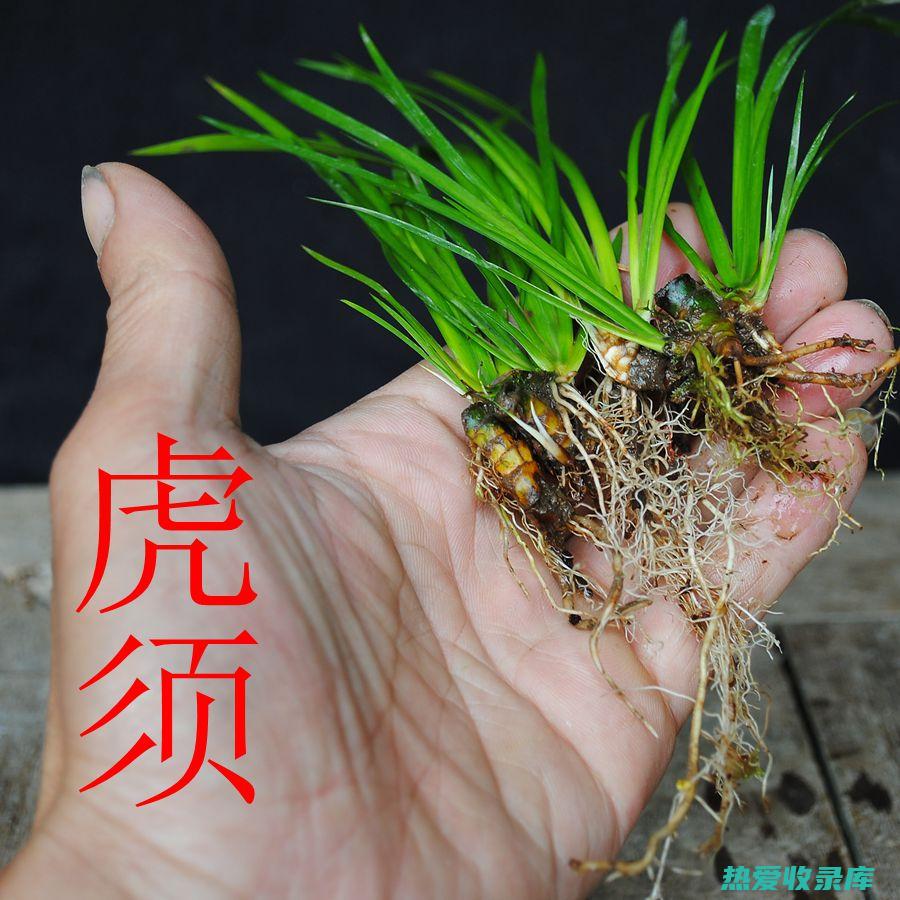 老虎草的功效与作用 (老虎草的功效与作用是什么)