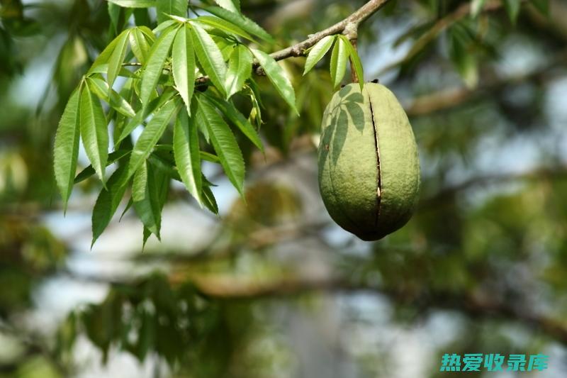 木棉花根功效