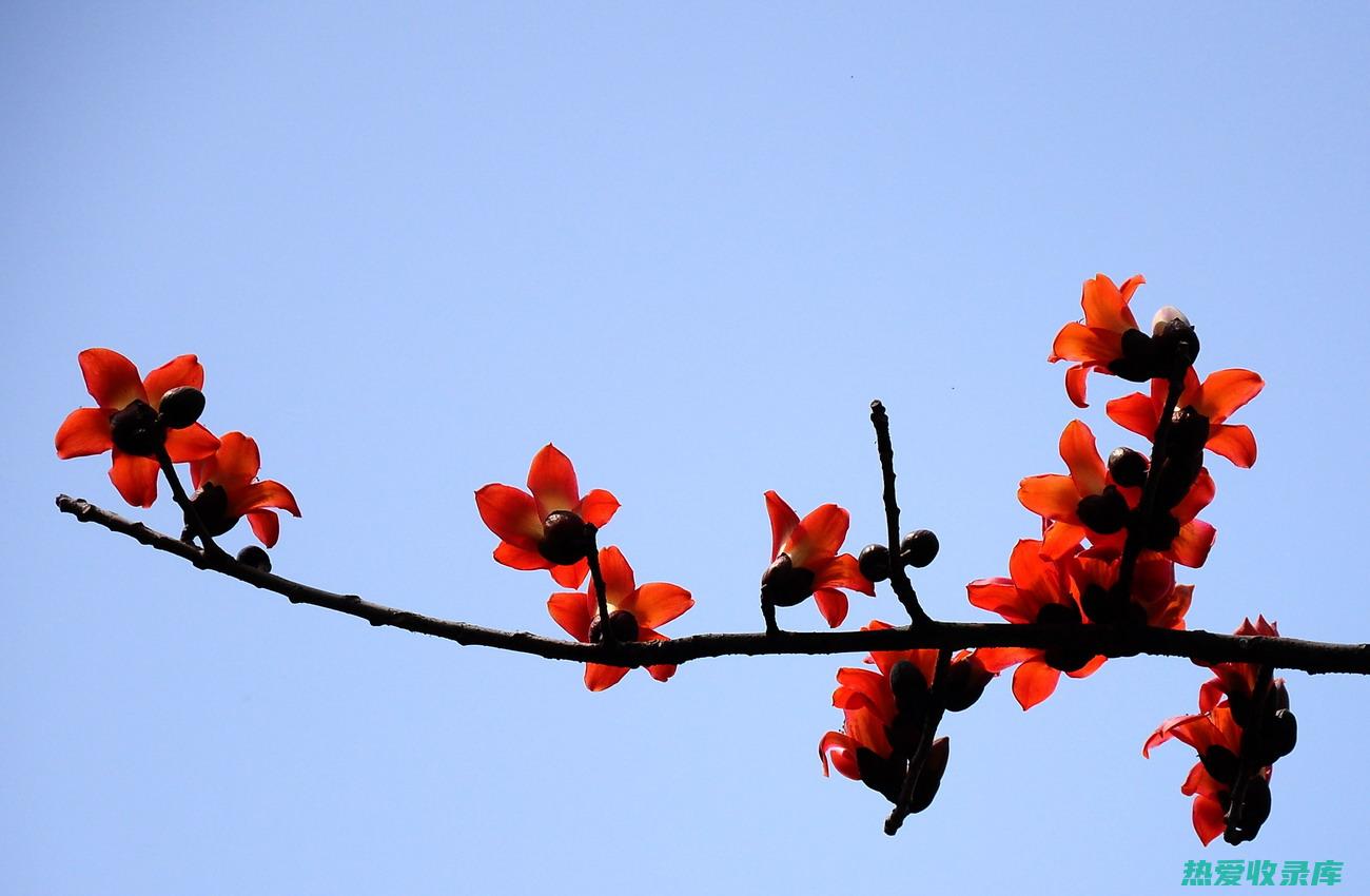 木棉花根功效