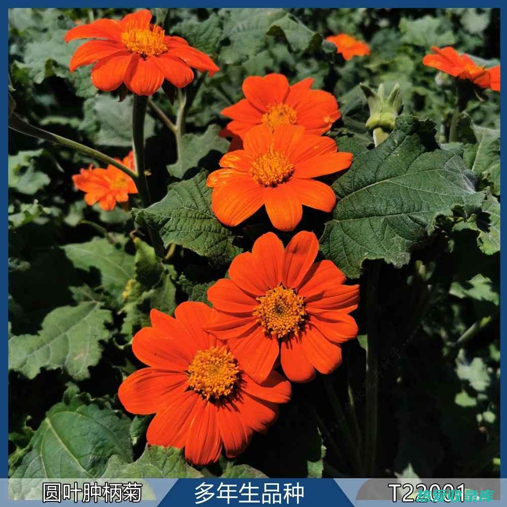 肿柄菊花语是什么