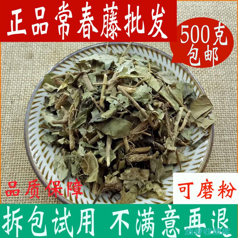 追骨风的功效与作用 (追骨风的功效主治)