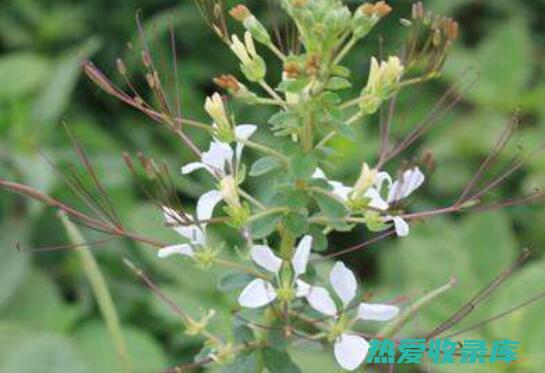 白花菜子的功效主治 (白花菜仔是什么中药)