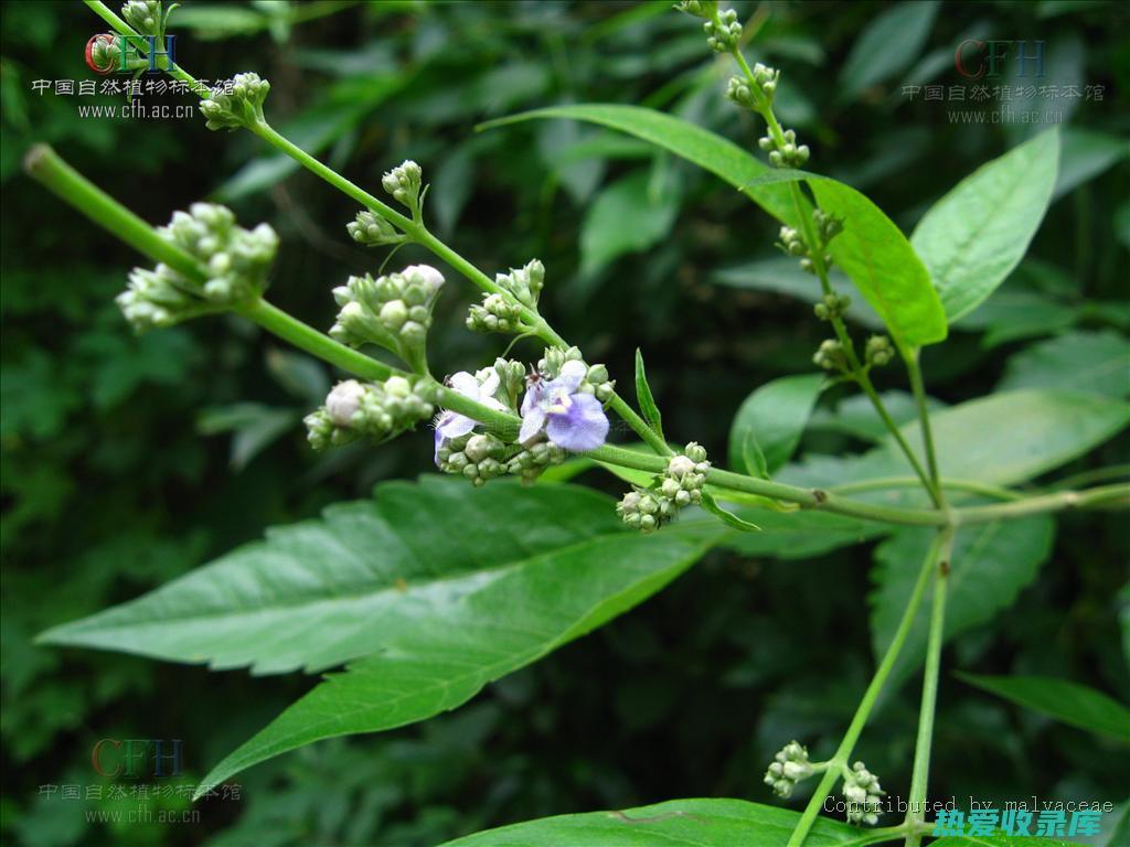 黄荆子功效 (黄荆子功效与作用中草药)