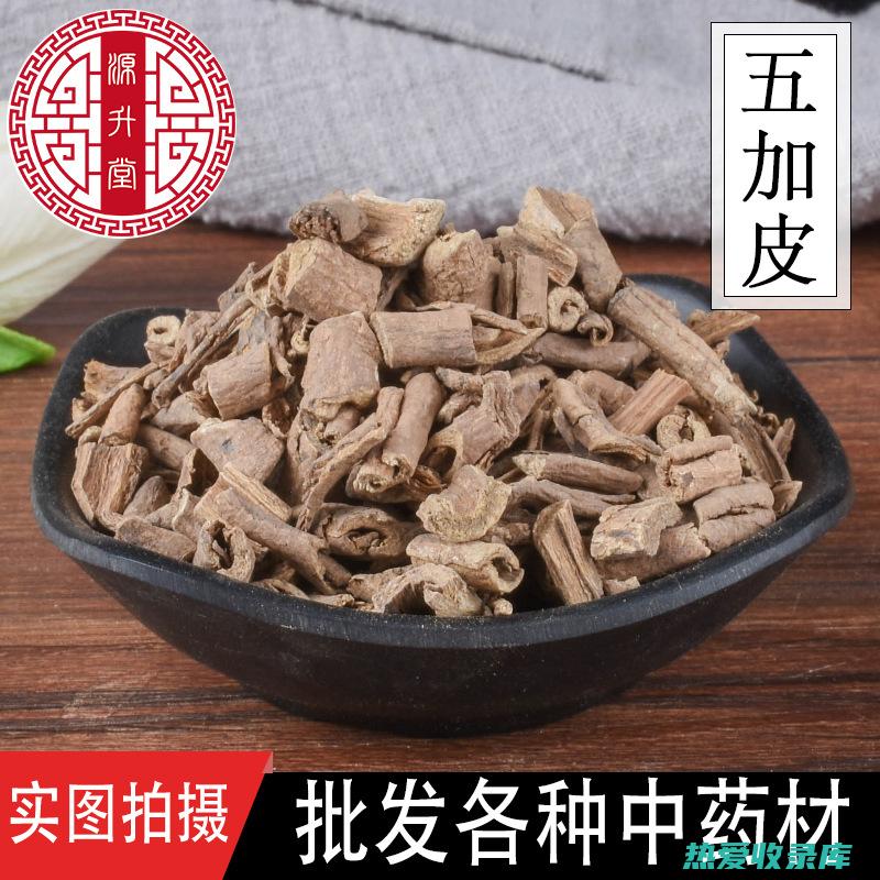 北五加皮的功效与作用 (北五加皮的功效与作用及食用方法)