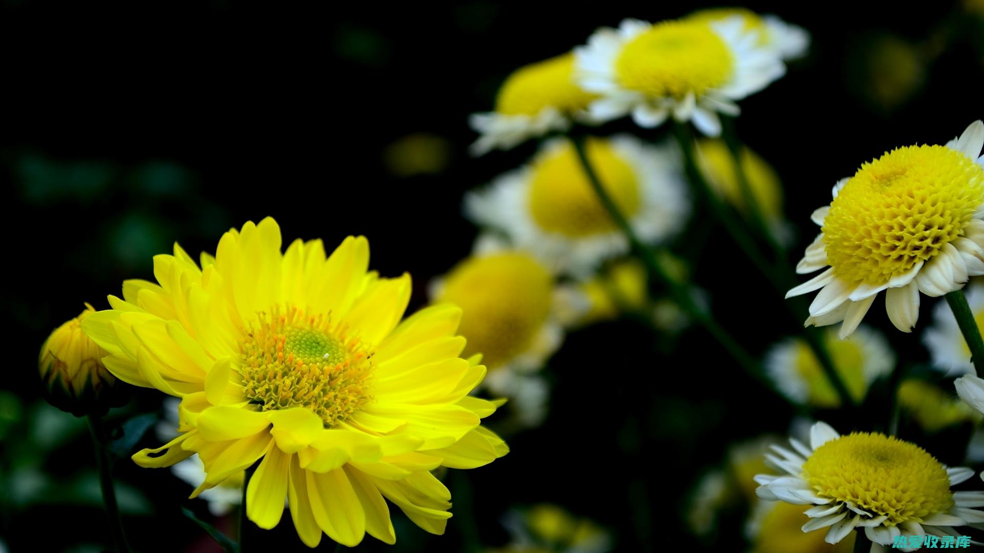 菊花根有什么功效