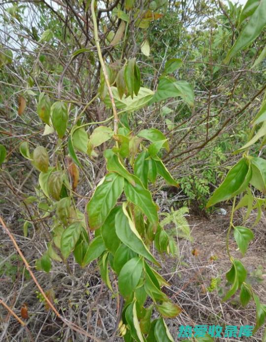 茶根的功效 (茶根的功效与作用)