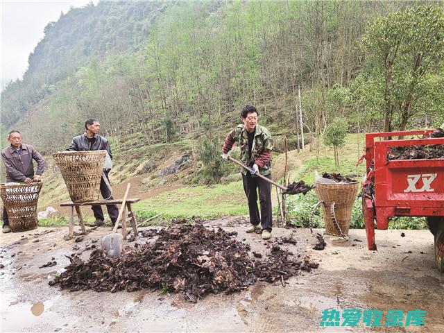 巴岩姜的功效用法