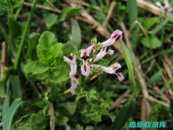 紫地丁草的功效与作用及食用方法