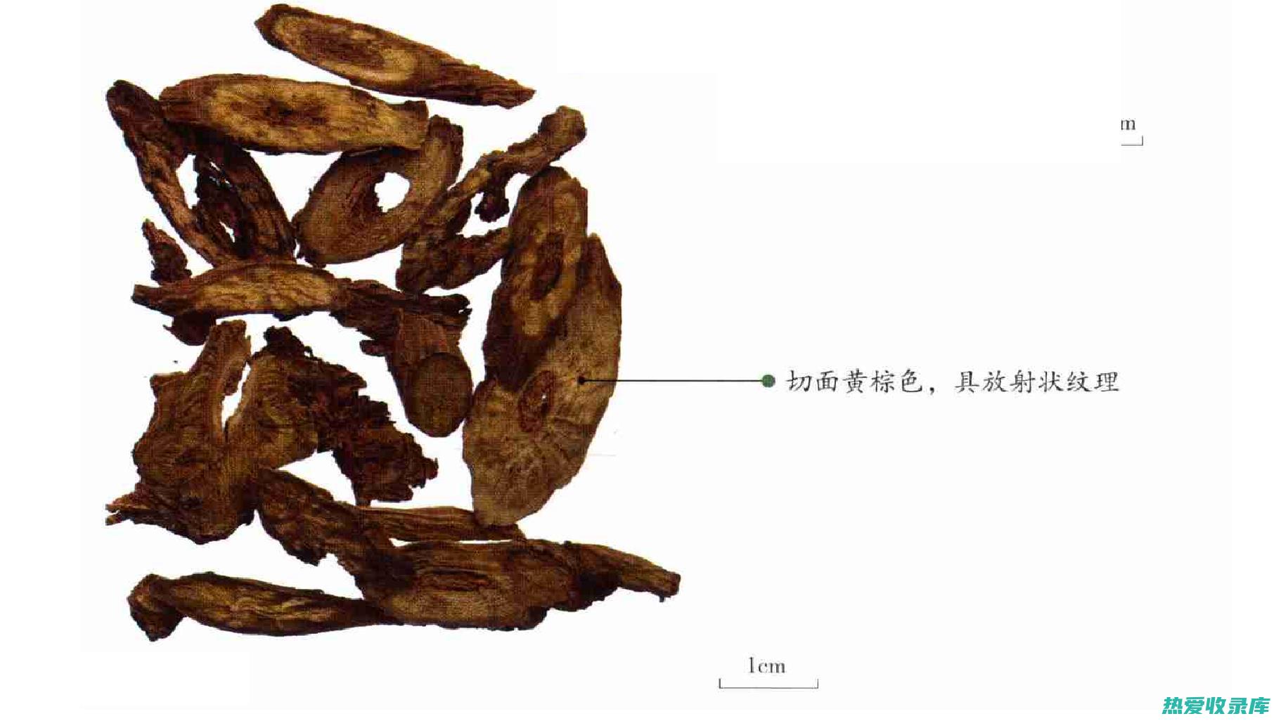 中药黄芩的功效