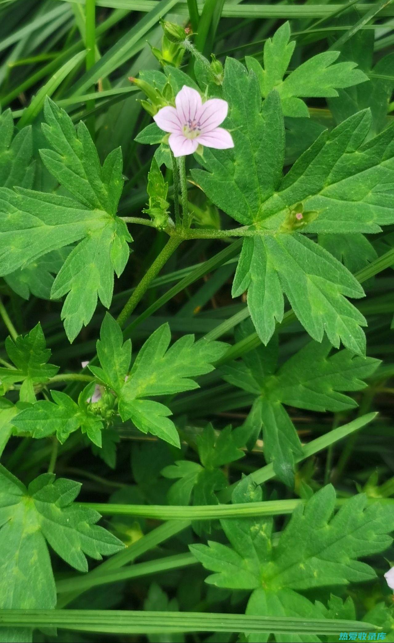 老鹤草的功效主治 (老鹤草的功效与作用与主治)