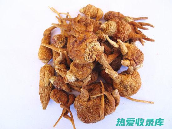 的药用功效与主治与用量