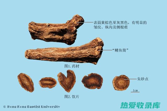 木香的功效与作用图