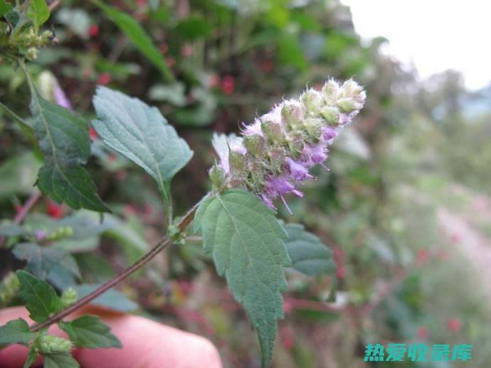 中药回香草的功效 (中药回香草功效)