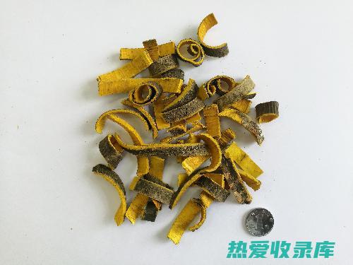 黄柏功效与作用及食用方法