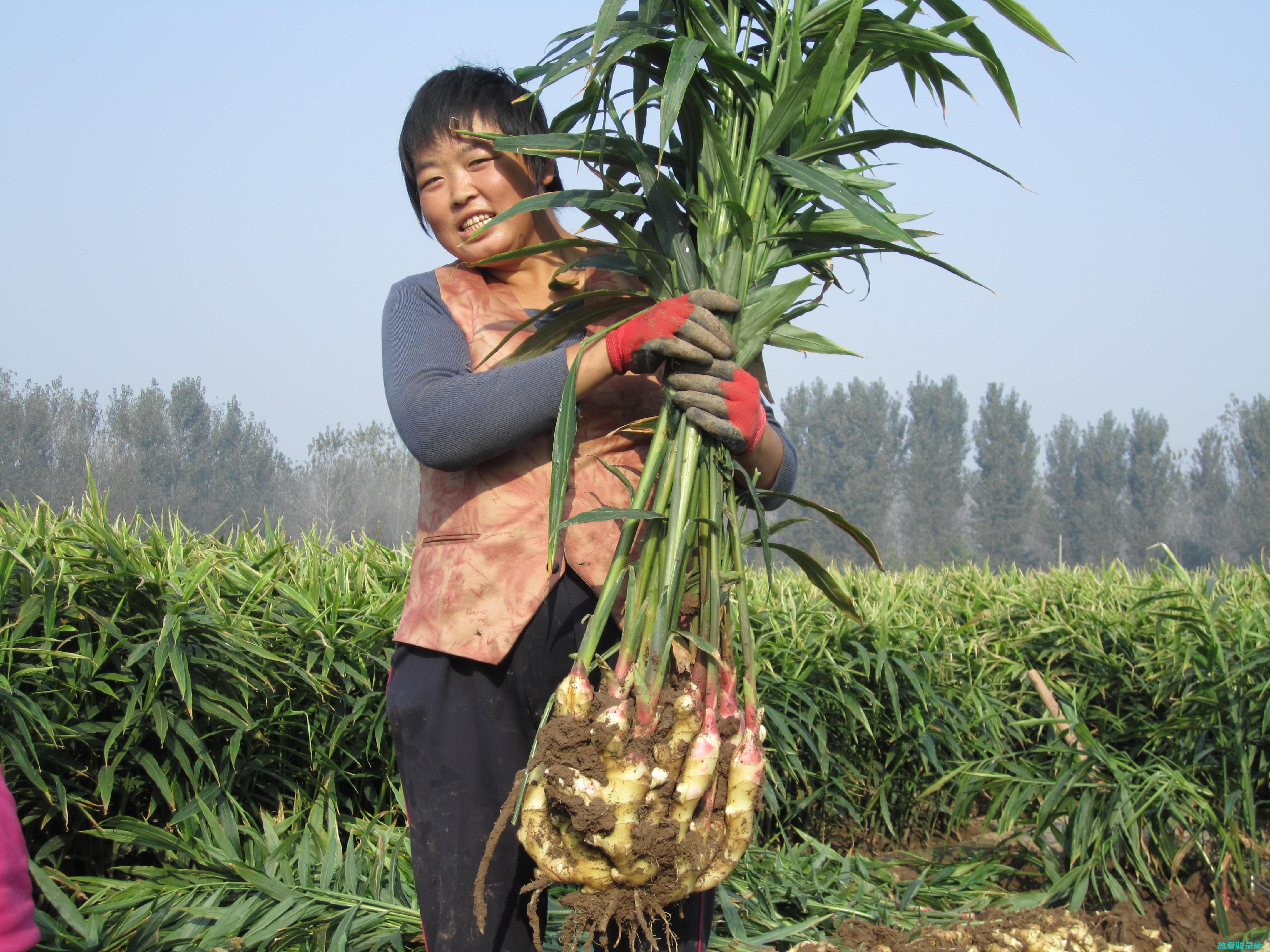 干姜炮制厚朴的功效 (干姜和姜厚朴的区别)