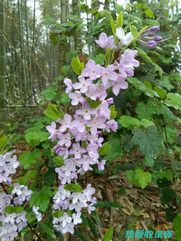 芫花根的作用与功效 (芫花根的功效)