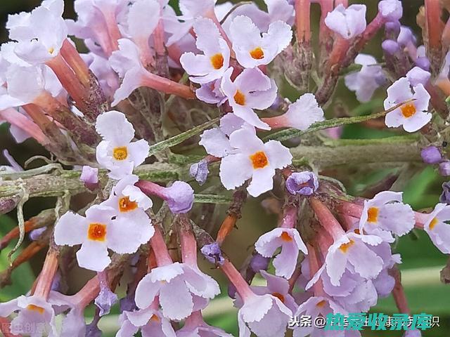 蒙花功效 (蒙花功效作用与主治)