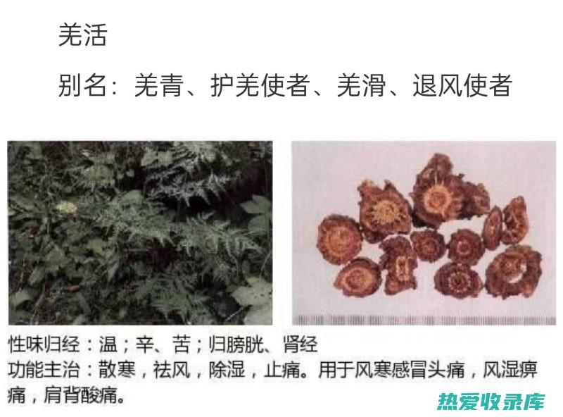 中草药羌火功效