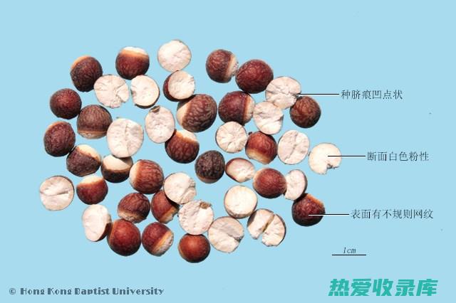 芡实合剂功效及作用