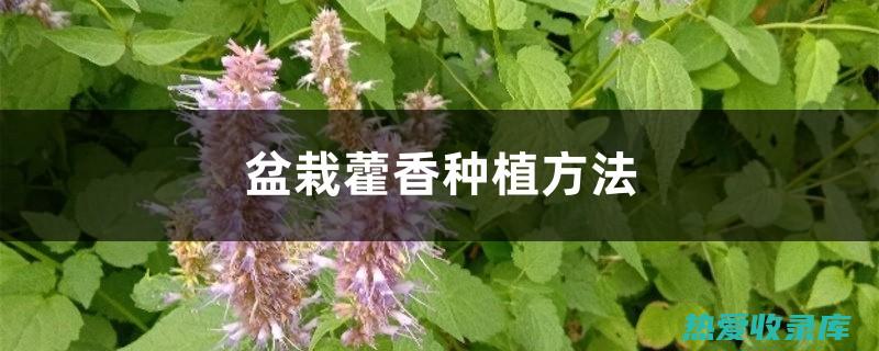 藿梗功效