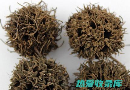 枫香果的功效与作用 (枫香果的功效与作用及禁忌)