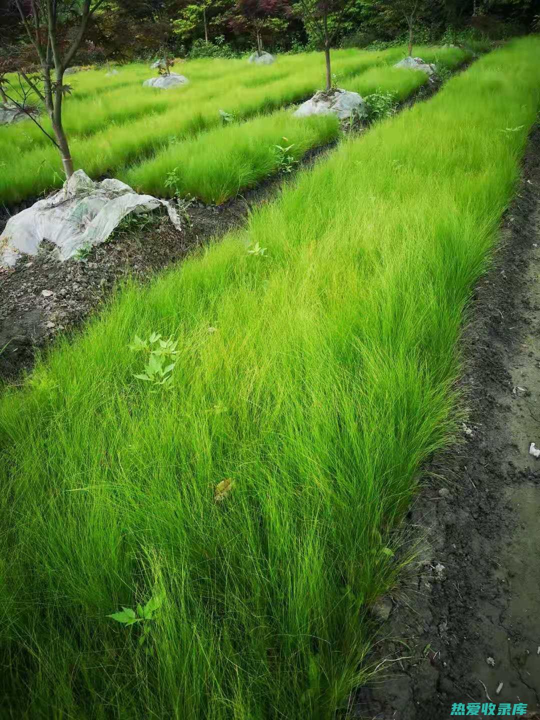 茅针的功效 (茅针的功效与作用)