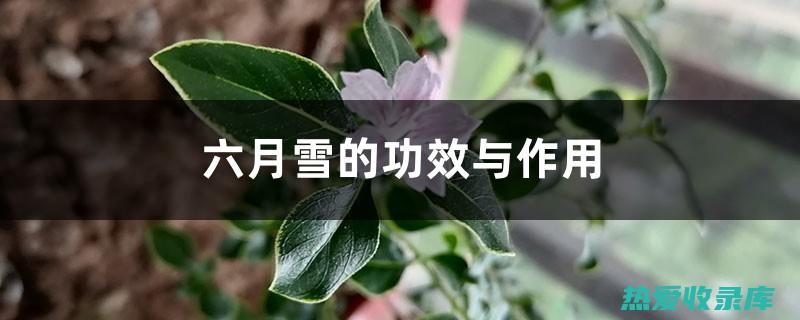 六月雪功效与主治 (六月雪功效与作用示意图)