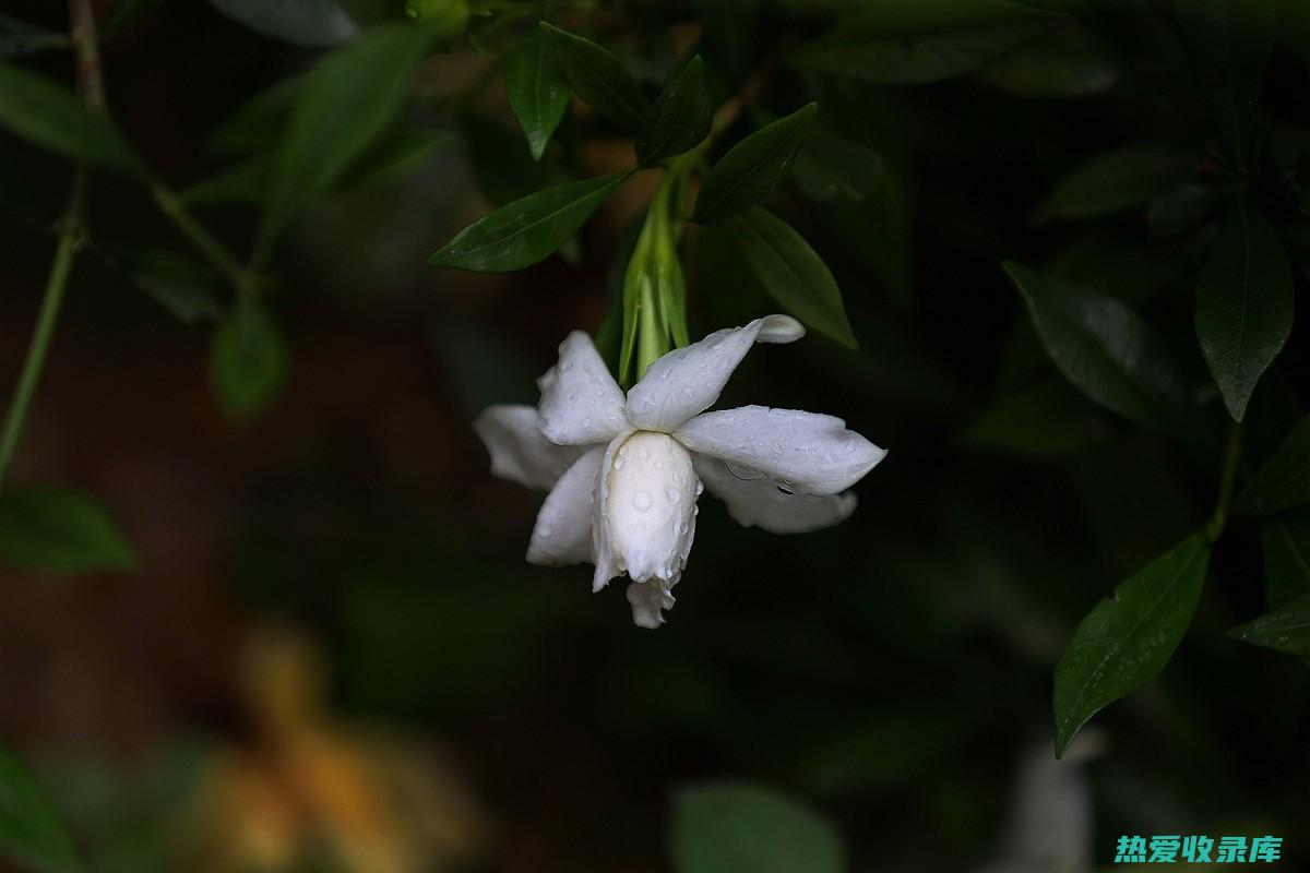 桅子花根的功效与作用